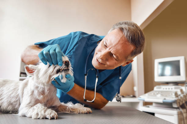Best Emergency Broken Tooth Repair in Foreman, AR